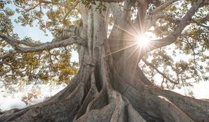 Preview wallpaper tree, sunlight, roots, giant