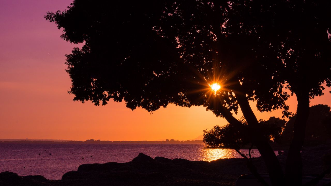Wallpaper tree, sunset, beach