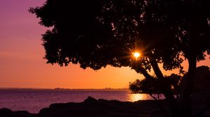 Preview wallpaper tree, sunset, beach