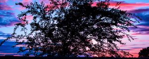 Preview wallpaper tree, sunset, branches, clouds