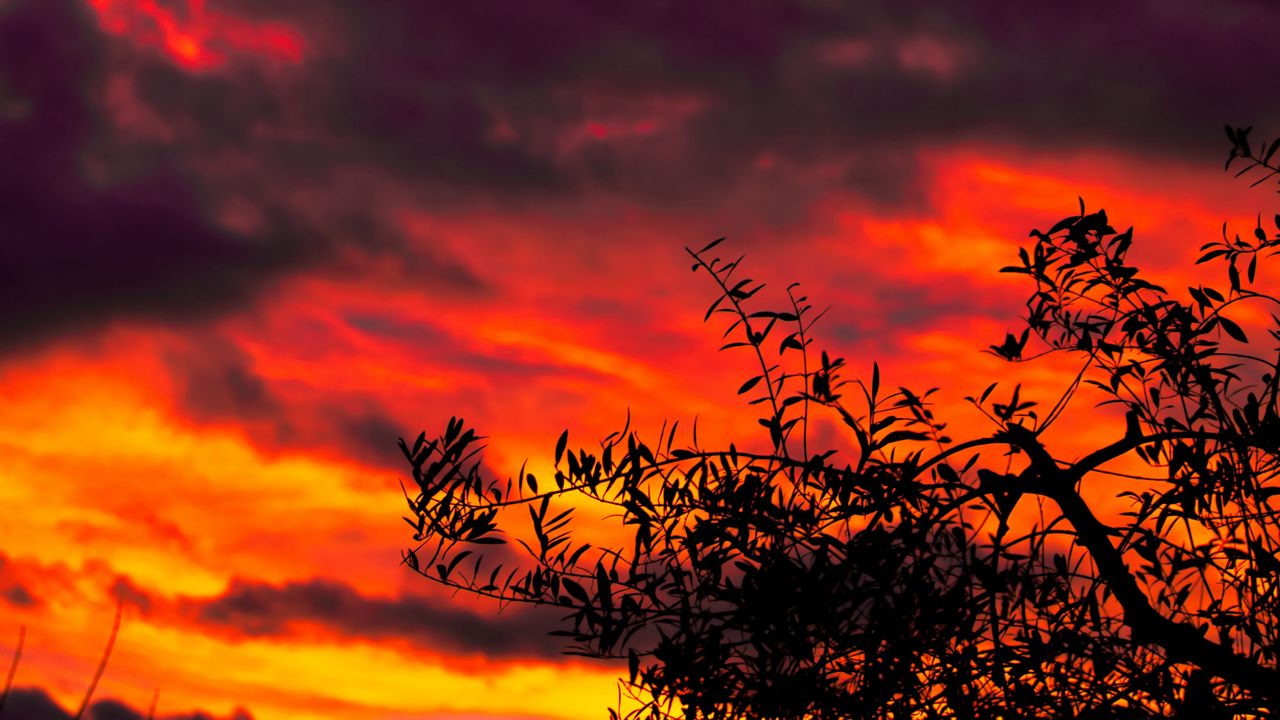 Wallpaper tree, sunset, clouds, dark