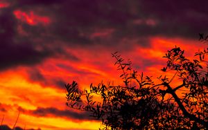 Preview wallpaper tree, sunset, clouds, dark