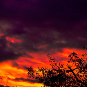 Preview wallpaper tree, sunset, clouds, dark