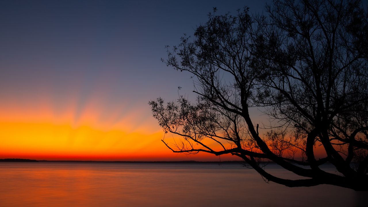 Wallpaper tree, sunset, dark, horizon, dusk