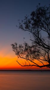Preview wallpaper tree, sunset, dark, horizon, dusk
