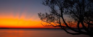 Preview wallpaper tree, sunset, dark, horizon, dusk