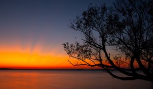 Preview wallpaper tree, sunset, dark, horizon, dusk