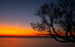 Preview wallpaper tree, sunset, dark, horizon, dusk