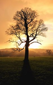 Preview wallpaper tree, sunset, dusk, sunlight, nature