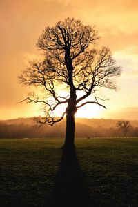 Preview wallpaper tree, sunset, dusk, sunlight, nature