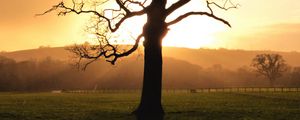 Preview wallpaper tree, sunset, dusk, sunlight, nature