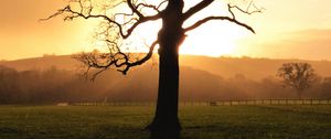 Preview wallpaper tree, sunset, dusk, sunlight, nature