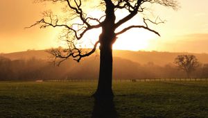 Preview wallpaper tree, sunset, dusk, sunlight, nature