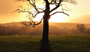 Preview wallpaper tree, sunset, dusk, sunlight, nature