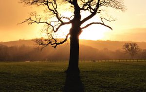 Preview wallpaper tree, sunset, dusk, sunlight, nature