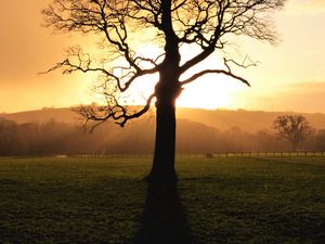 Preview wallpaper tree, sunset, dusk, sunlight, nature