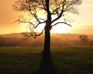 Preview wallpaper tree, sunset, dusk, sunlight, nature