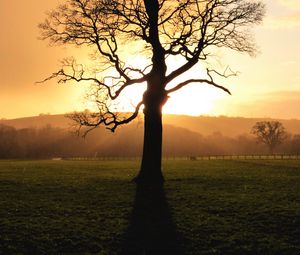 Preview wallpaper tree, sunset, dusk, sunlight, nature