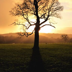 Preview wallpaper tree, sunset, dusk, sunlight, nature