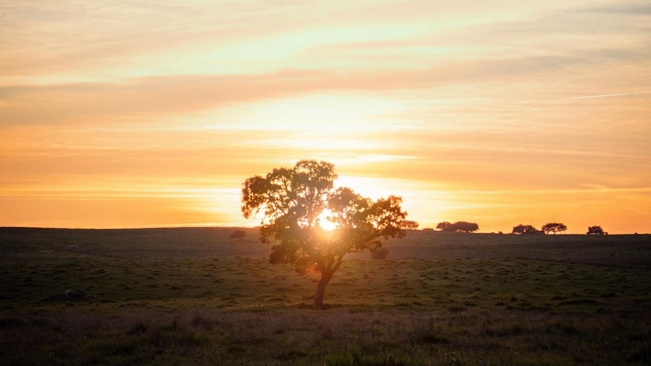 Wallpaper tree, sunset, field, horizon, sunlight