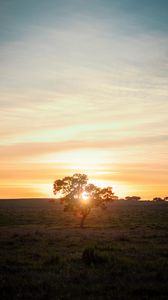 Preview wallpaper tree, sunset, field, horizon, sunlight