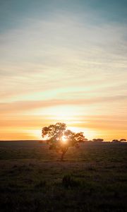 Preview wallpaper tree, sunset, field, horizon, sunlight