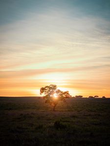 Preview wallpaper tree, sunset, field, horizon, sunlight