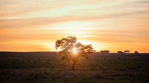 Preview wallpaper tree, sunset, field, horizon, sunlight