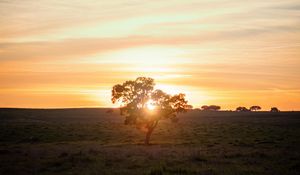 Preview wallpaper tree, sunset, field, horizon, sunlight