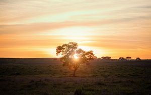 Preview wallpaper tree, sunset, field, horizon, sunlight