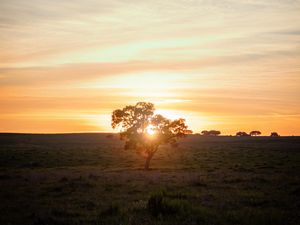 Preview wallpaper tree, sunset, field, horizon, sunlight
