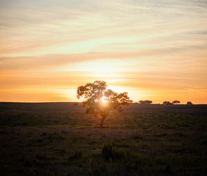 Preview wallpaper tree, sunset, field, horizon, sunlight