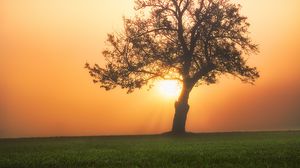 Preview wallpaper tree, sunset, fog, field, grass