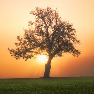 Preview wallpaper tree, sunset, fog, field, grass