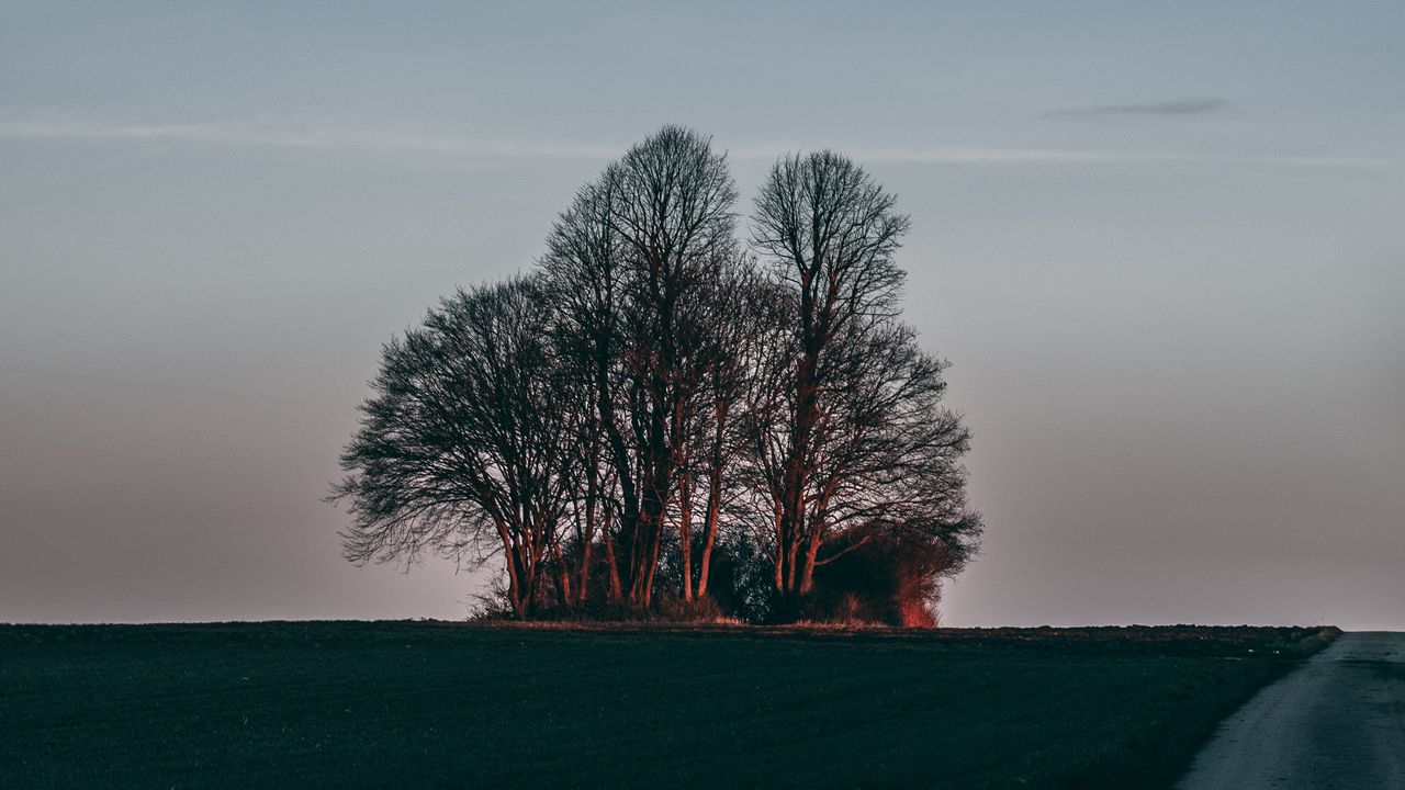 Wallpaper tree, sunset, grass, horizon