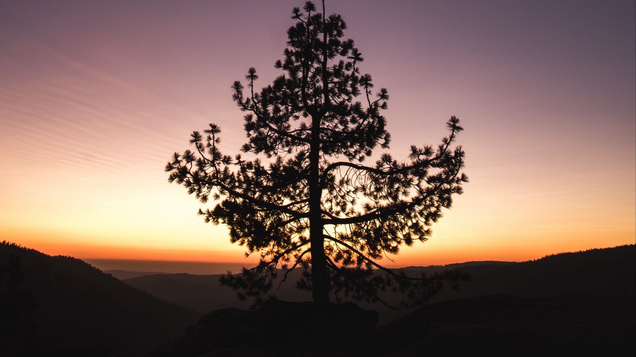 Wallpaper tree, sunset, horizon