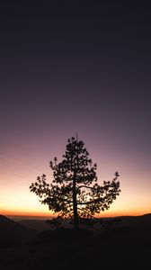 Preview wallpaper tree, sunset, horizon