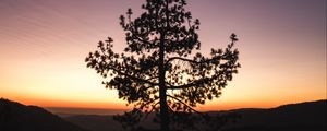 Preview wallpaper tree, sunset, horizon