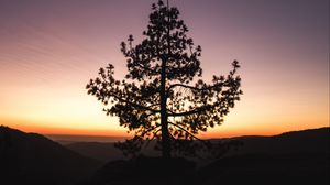 Preview wallpaper tree, sunset, horizon