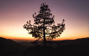 Preview wallpaper tree, sunset, horizon