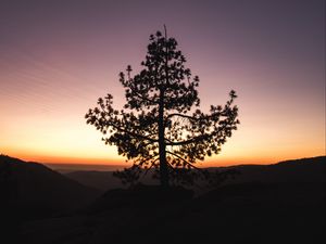 Preview wallpaper tree, sunset, horizon