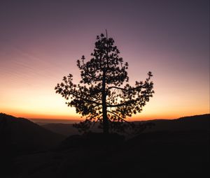 Preview wallpaper tree, sunset, horizon