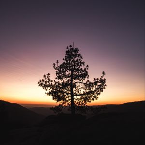 Preview wallpaper tree, sunset, horizon