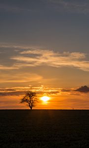 Preview wallpaper tree, sunset, horizon, sky, clouds, lonely