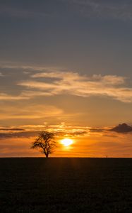 Preview wallpaper tree, sunset, horizon, sky, clouds, lonely