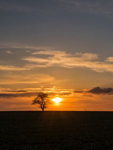 Preview wallpaper tree, sunset, horizon, sky, clouds, lonely