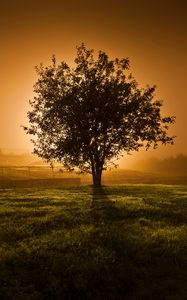 Preview wallpaper tree, sunset, horizon, fence, lens flare