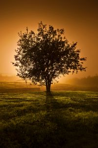 Preview wallpaper tree, sunset, horizon, fence, lens flare