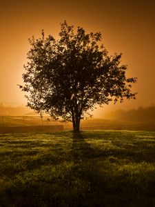 Preview wallpaper tree, sunset, horizon, fence, lens flare