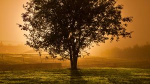 Preview wallpaper tree, sunset, horizon, fence, lens flare